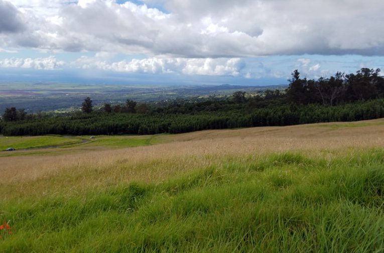 Maui Real Estate