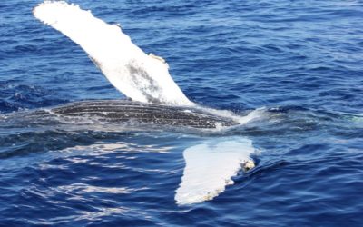 Run and Walk for Whales on Maui